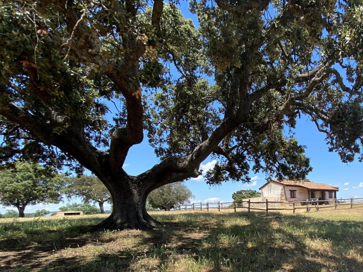 Eco-Lodge En La Reserva Privada Campanarios De Azaba - Proyecto De Conservacion Espeja Eksteriør billede