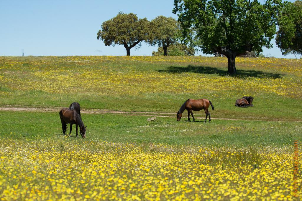 Eco-Lodge En La Reserva Privada Campanarios De Azaba - Proyecto De Conservacion Espeja Eksteriør billede