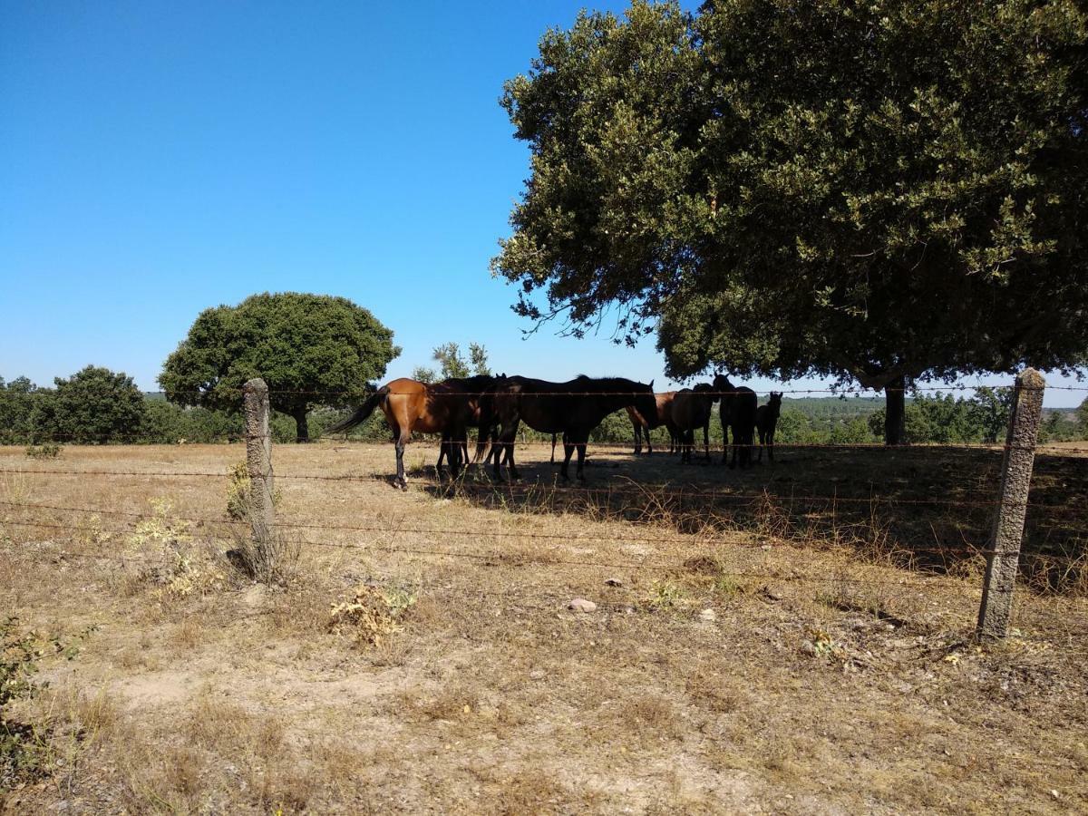 Eco-Lodge En La Reserva Privada Campanarios De Azaba - Proyecto De Conservacion Espeja Eksteriør billede