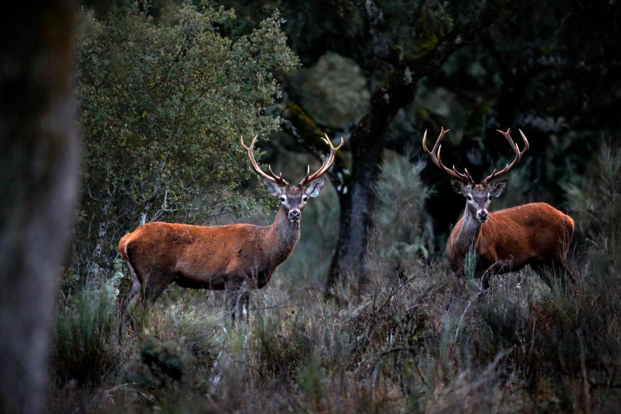 Eco-Lodge En La Reserva Privada Campanarios De Azaba - Proyecto De Conservacion Espeja Eksteriør billede
